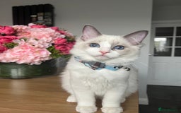 Ragdoll cats for sale: Registered Ragdoll kittens for sale - Image 1