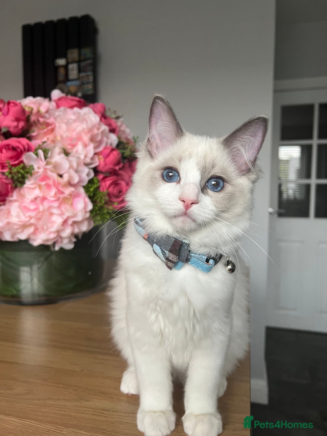Ragdoll cats for sale: Registered Ragdoll kittens for sale - Image 1