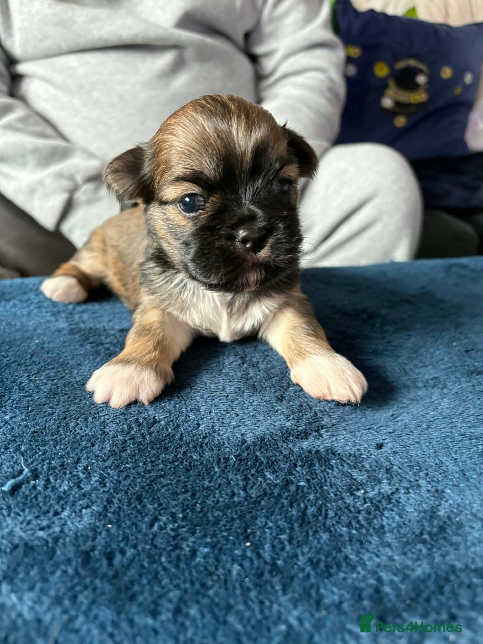 Lhasa Apso dogs Kennel Club Registered Lhasa Apso Boys - Advert 1