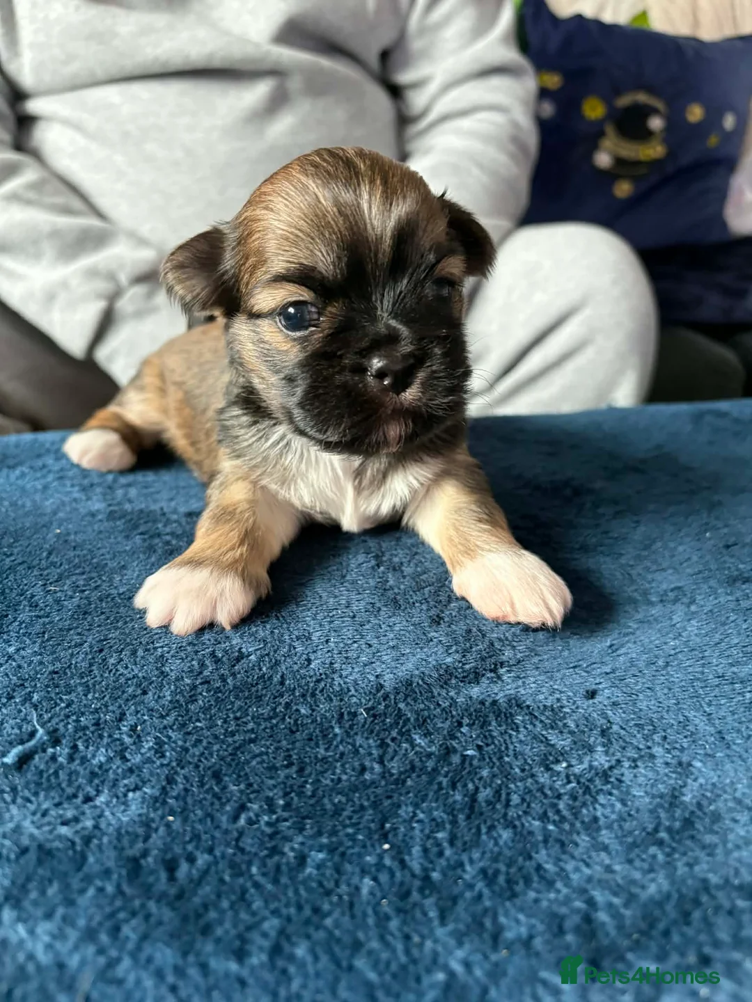 Lhasa Apso dogs for sale: Kennel Club Registered Lhasa Apso Boys - Advert 1