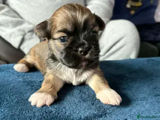 Lhasa Apso dogs Kennel Club Registered Lhasa Apso Boys - Advert 1