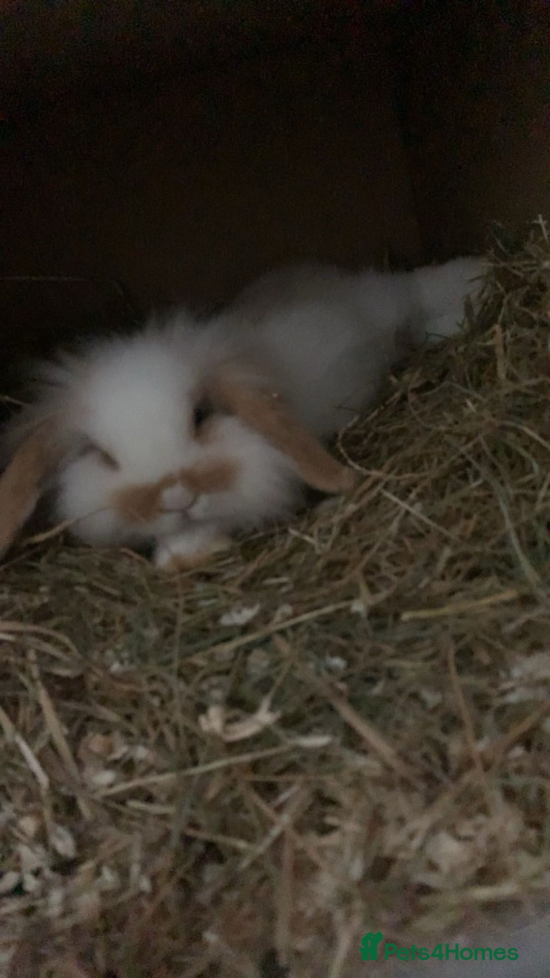 Mini Lop rabbits for sale: Male mini lop rabbit  - Advert 2