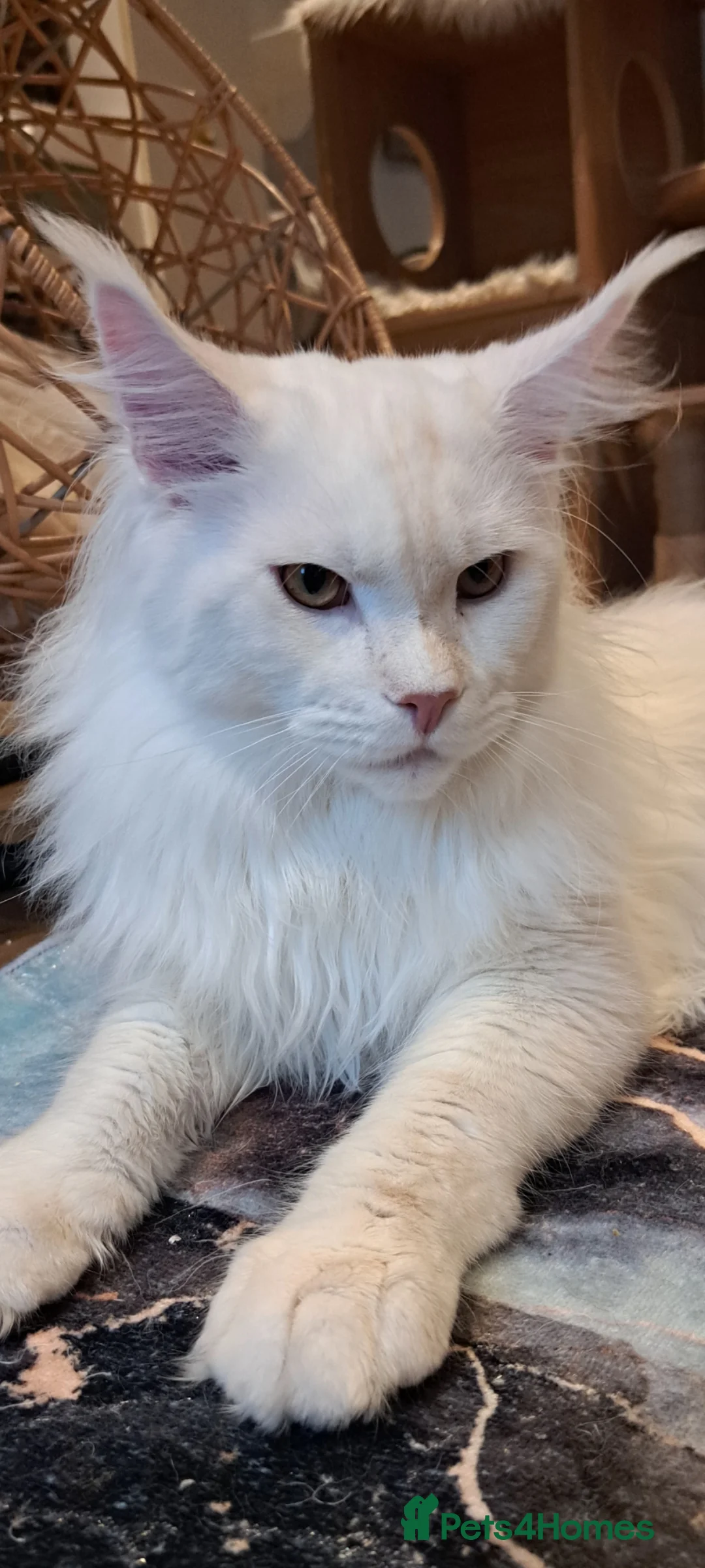 Maine Coon cats for stud: Maine coon boy for stud in London - Advert 11