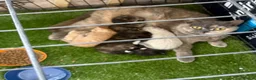 Mixed Breed cats for sale: 5 British Shorthair cross kittens. Ready now - Advert 5