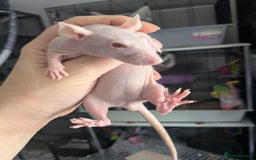 Rat rodents for sale: Baby rats  - Image 4