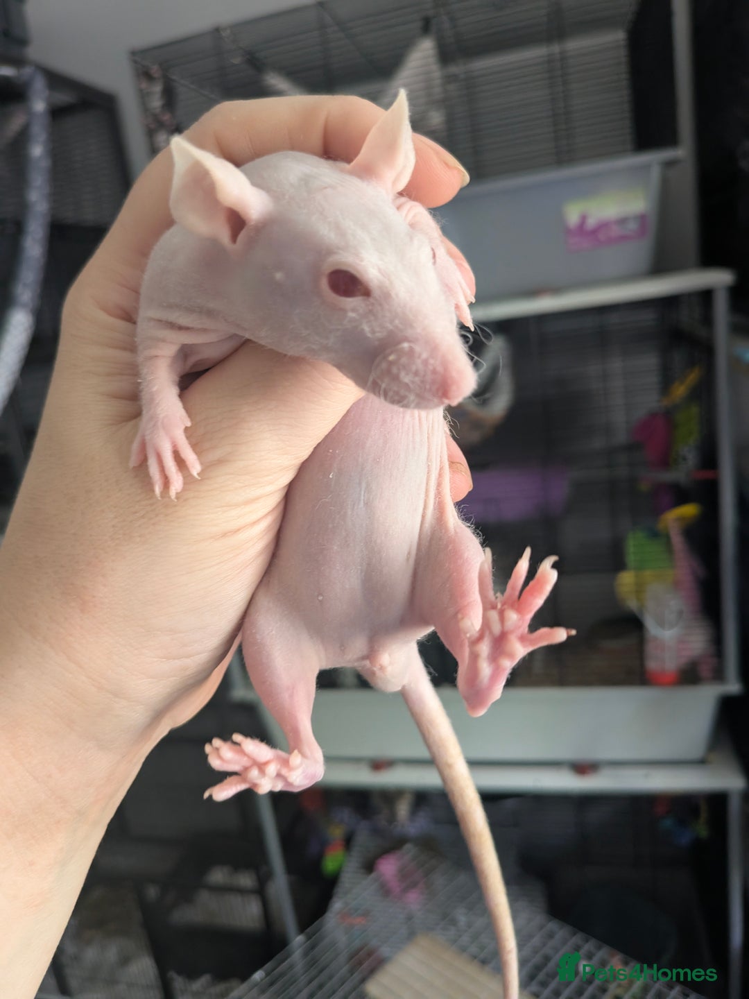 Rat rodents for sale: Baby rats  - Image 4