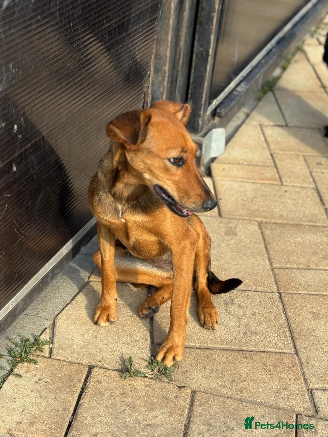 Mixed Breed dogs for adoption: Our lovely Angie, available for cuddles - Image 14