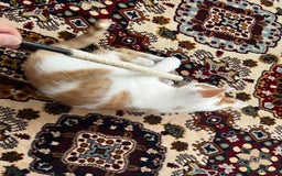 Mixed Breed cats for sale: calico male kitten READY TO LEAVE - Image 15