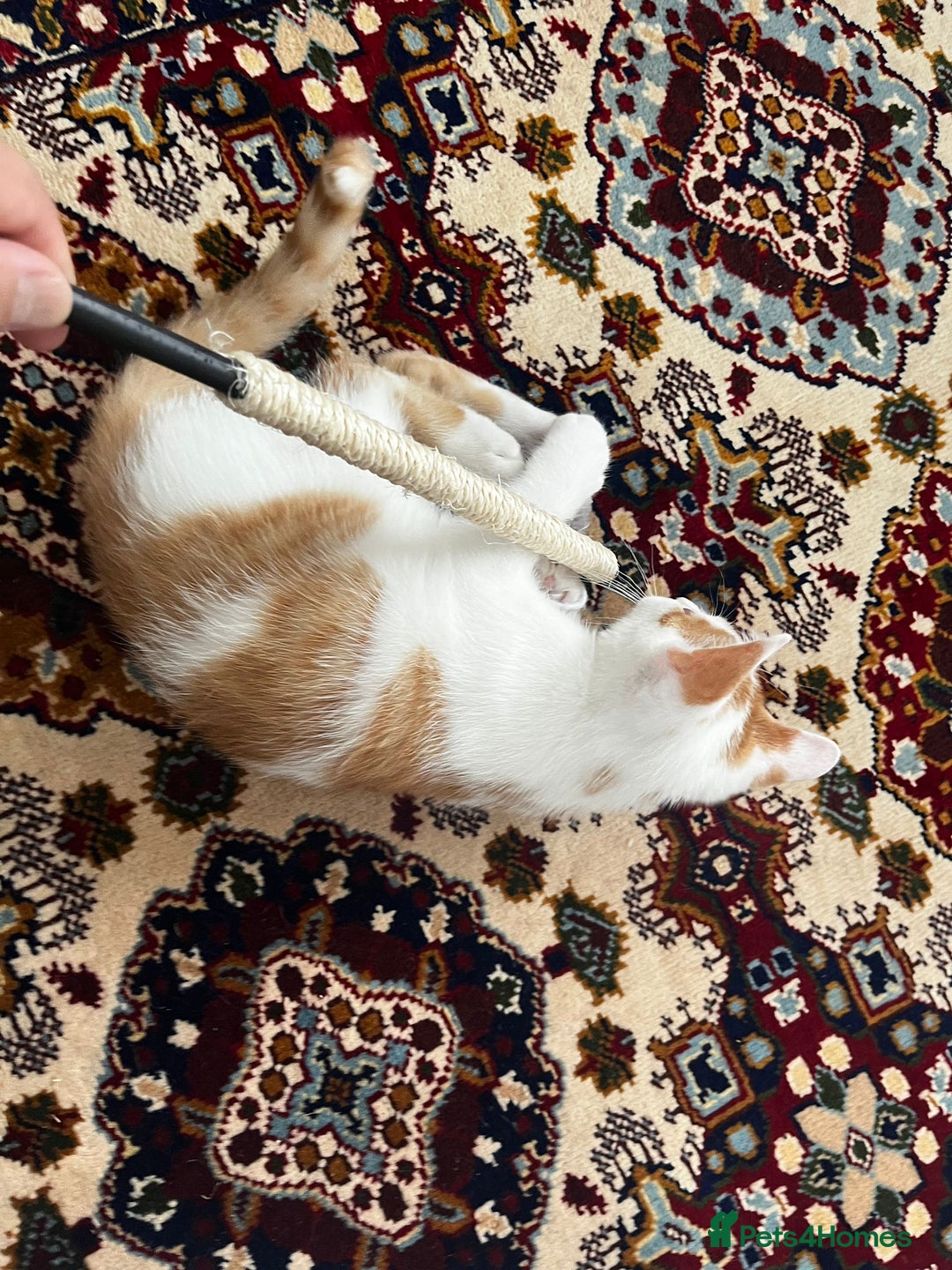 Mixed Breed cats for sale: calico male kitten READY TO LEAVE - Image 15