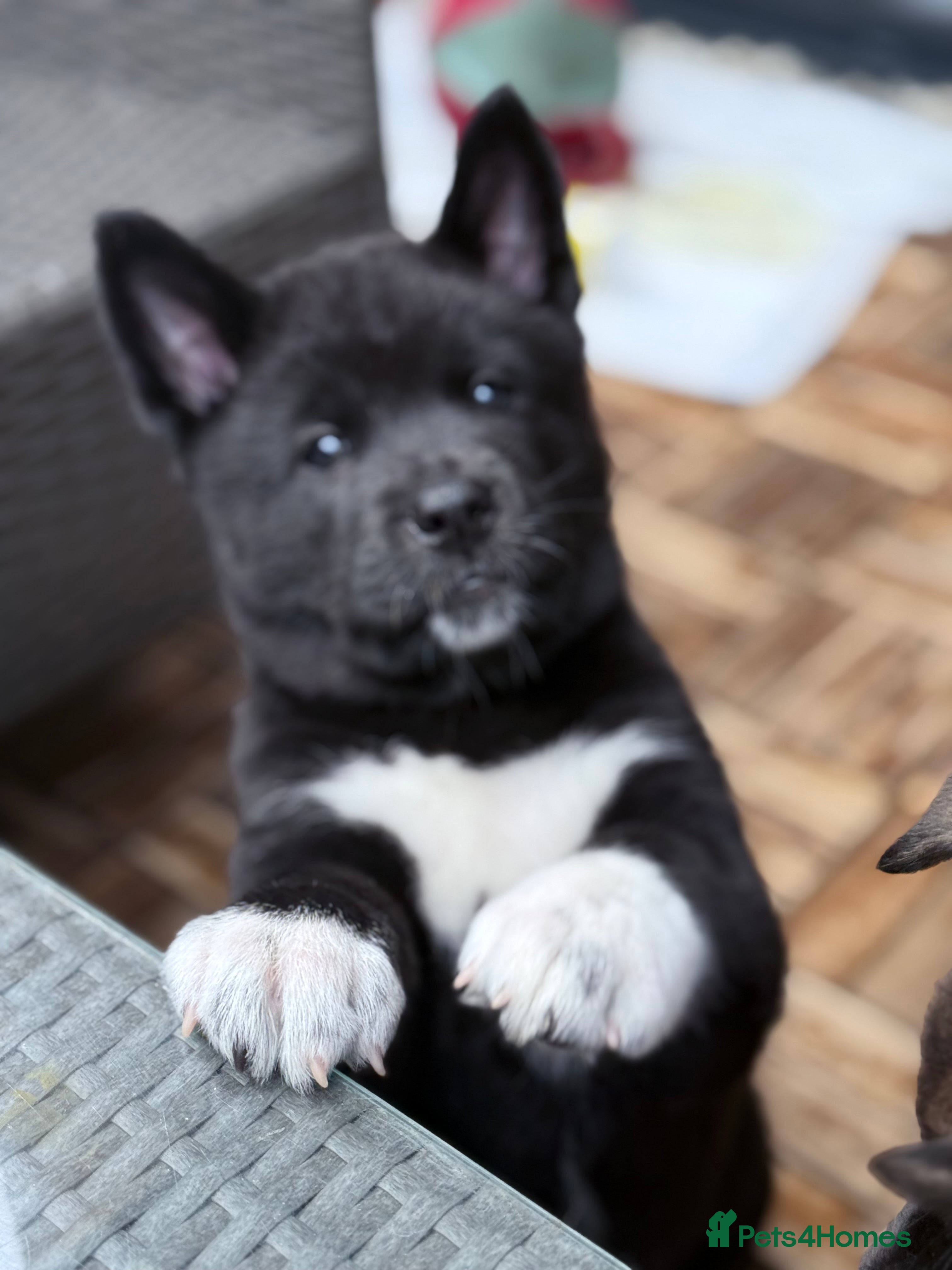 Akita dogs American Akita puppies - Advert 10