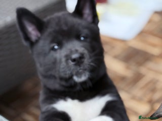 Akita dogs American Akita puppies - Advert 10