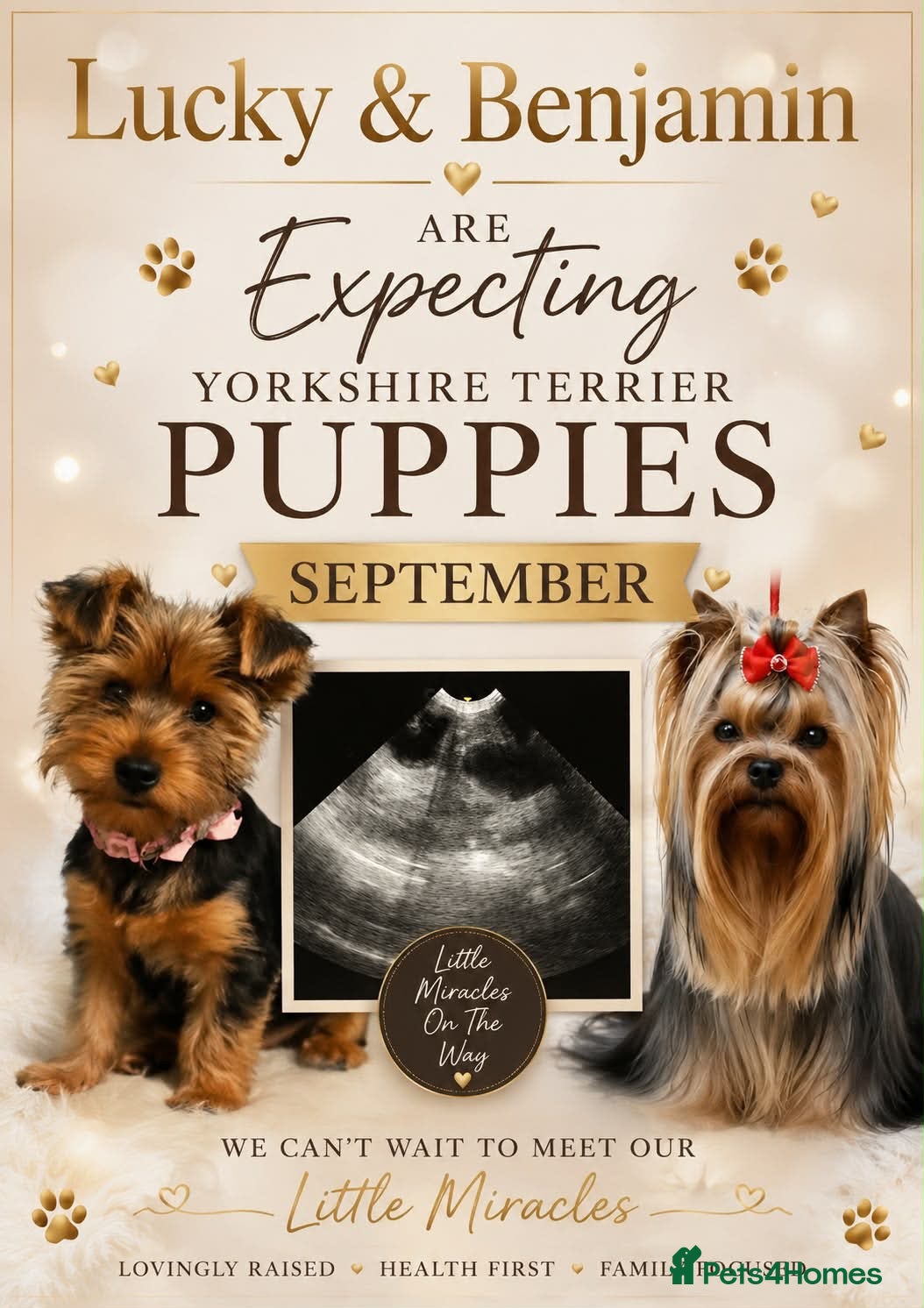 Yorkshire Terrier dogs 7 Beautiful Yorkshire terrier puppies  - Advert 11