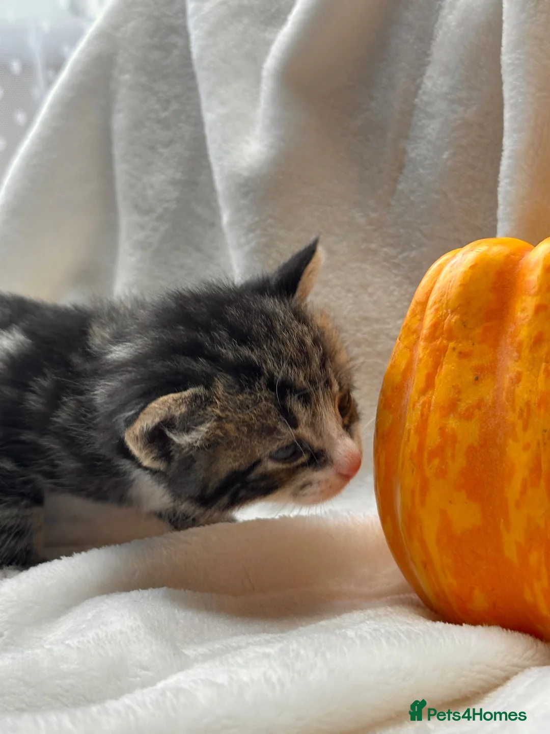 Mixed Breed cats for sale: *2 left* Gorgeous kittens ✨ in Cardiff - Advert 2