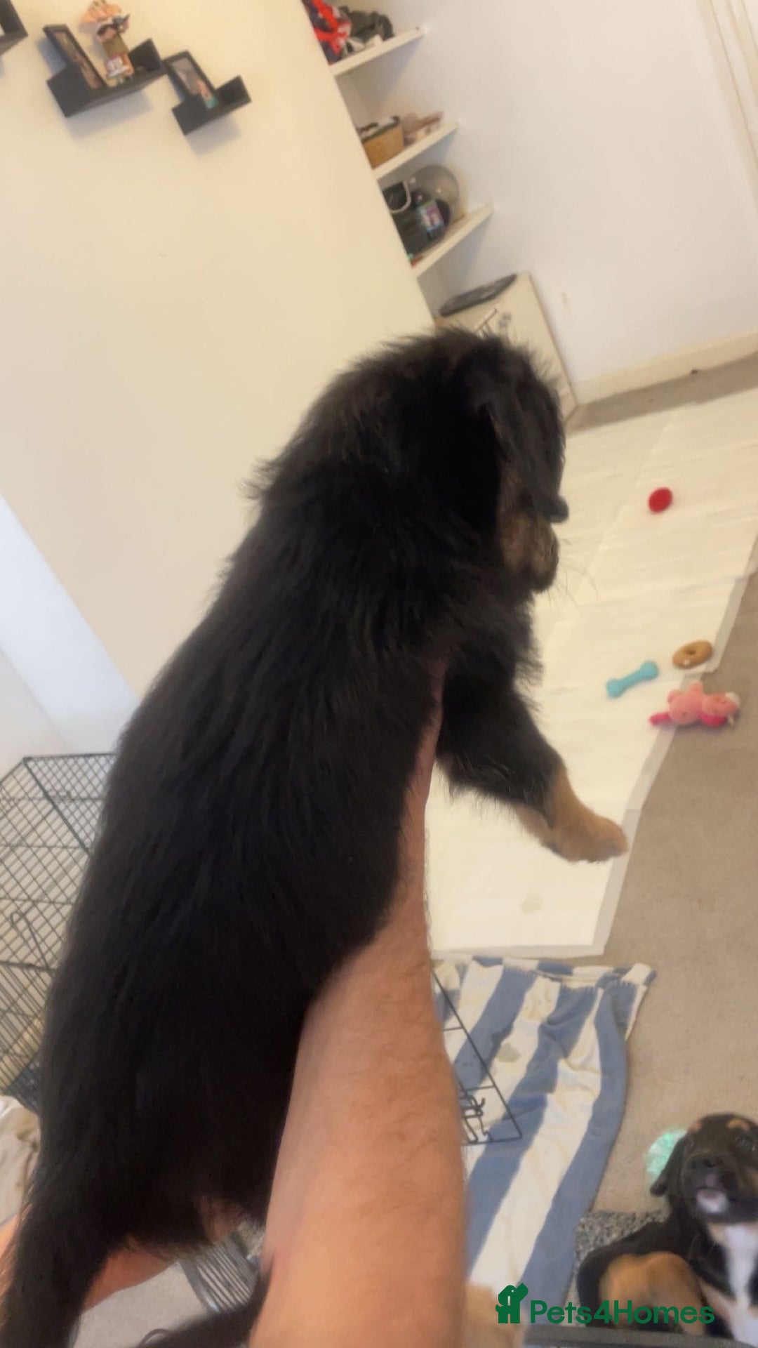 Mixed Breed dogs for sale: MIXED BREED PUPPIES NEEDING URGENT HOMES - Image 7