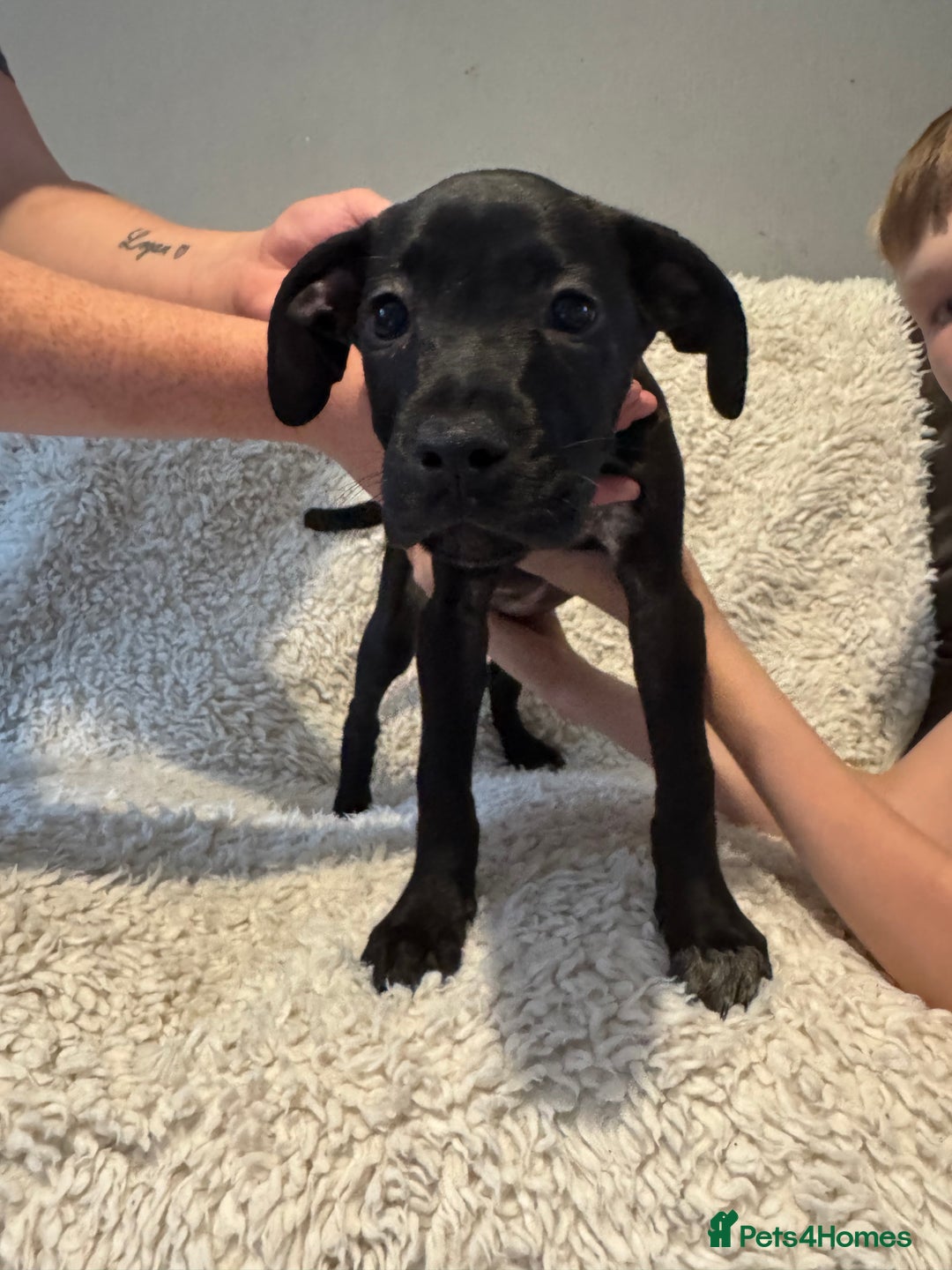 Cane Corso dogs for sale: Beautiful Litter Of Cane Corso Puppys - Image 26