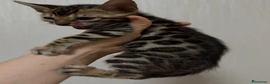 Bengal Kitten 3