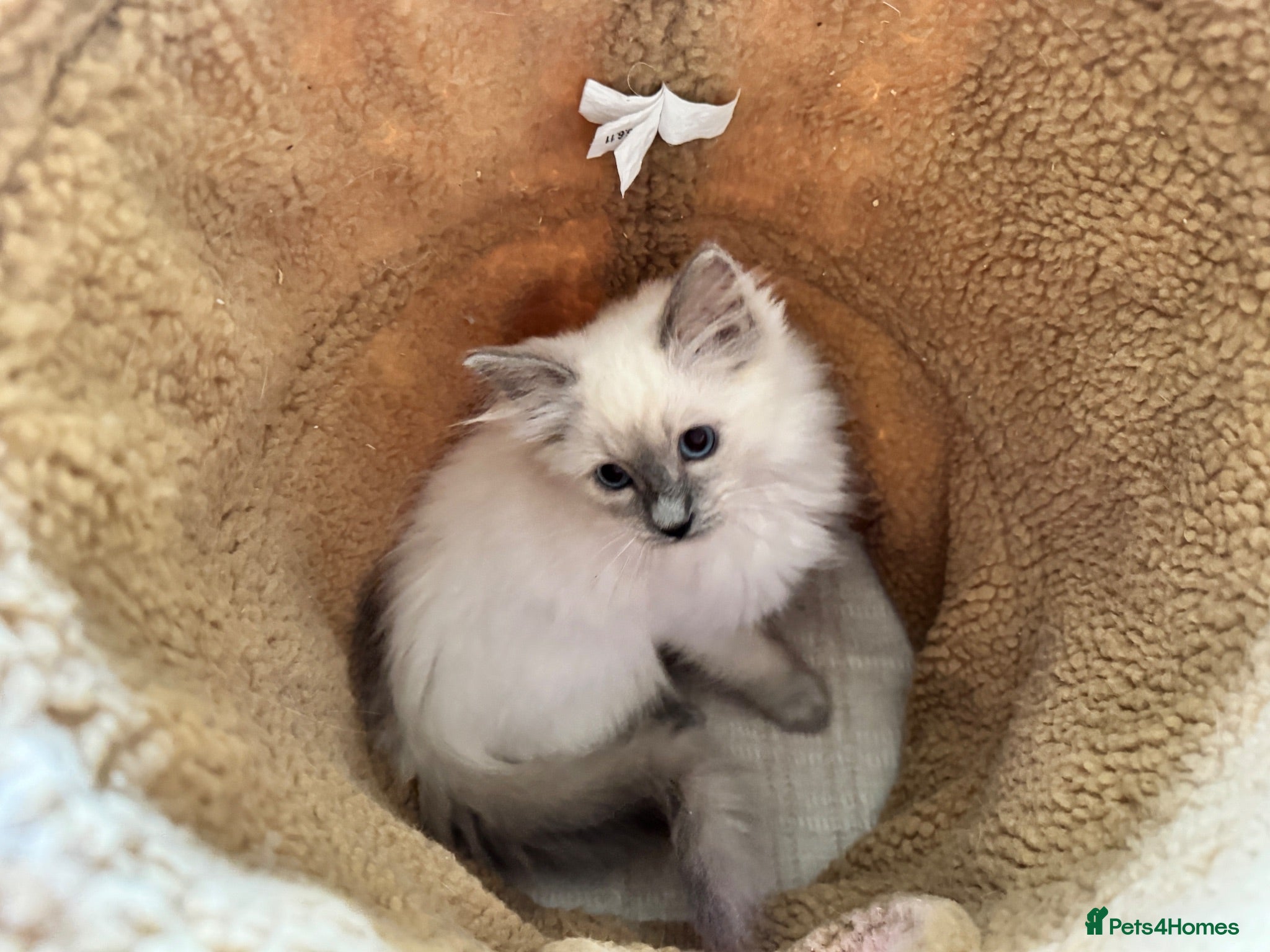 Ragdoll cats Stunning Ragdoll kittens - Advert 2