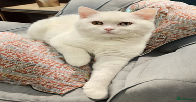 British Shorthair cats 🐻‍❄️*Quality Bsh kittens*Ready Now*🐻‍❄️ - Advert 4