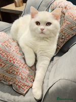 British Shorthair cats 🐻❄️*Quality Bsh kittens*Ready Now*🐻❄️ - Advert 4