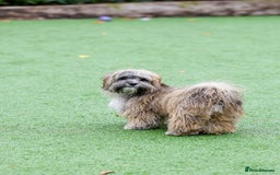 Mixed Breed dogs for adoption: Gilbert the hypoallergenic dog - Image 9