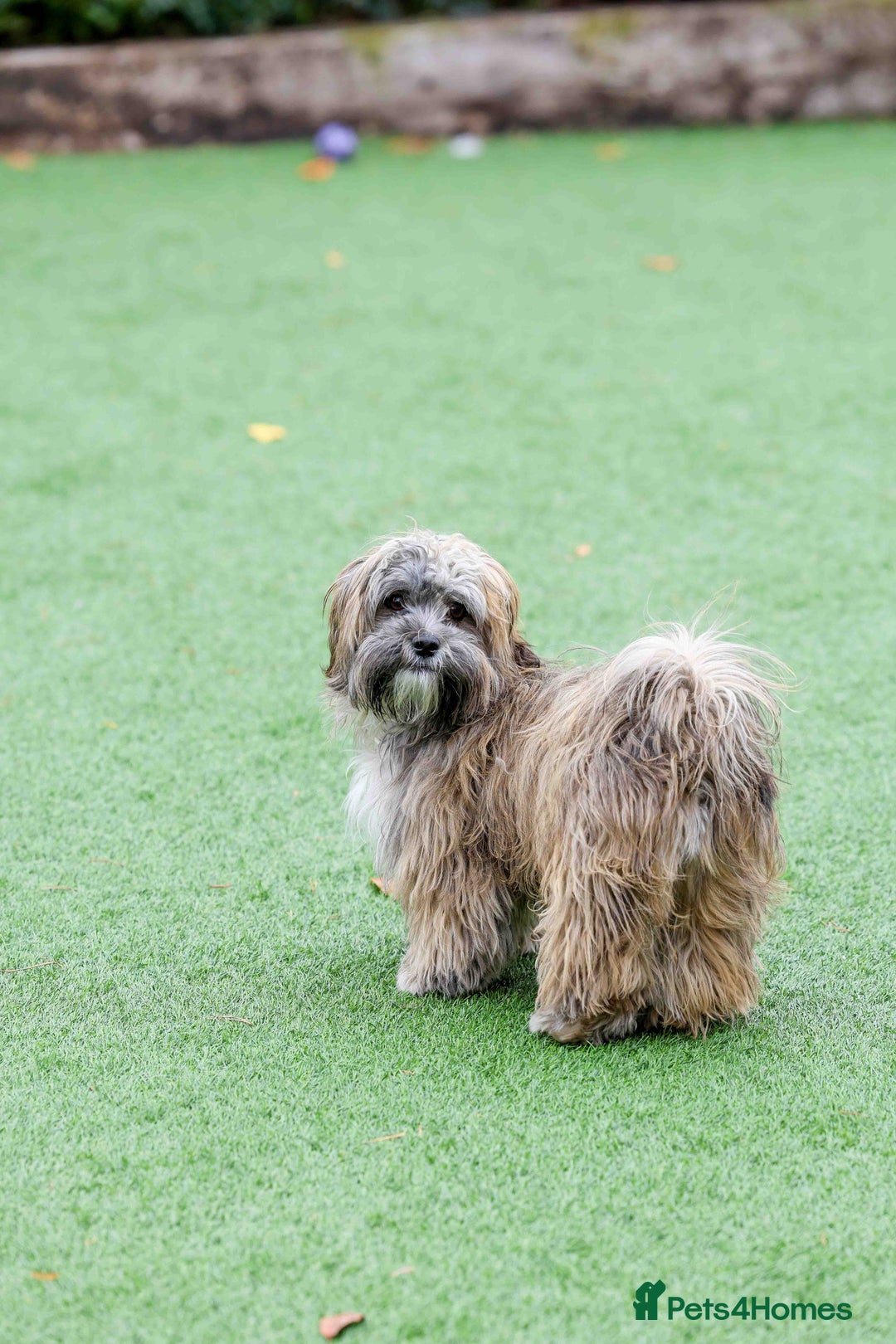 Mixed Breed dogs for adoption: Gilbert the hypoallergenic dog - Image 9