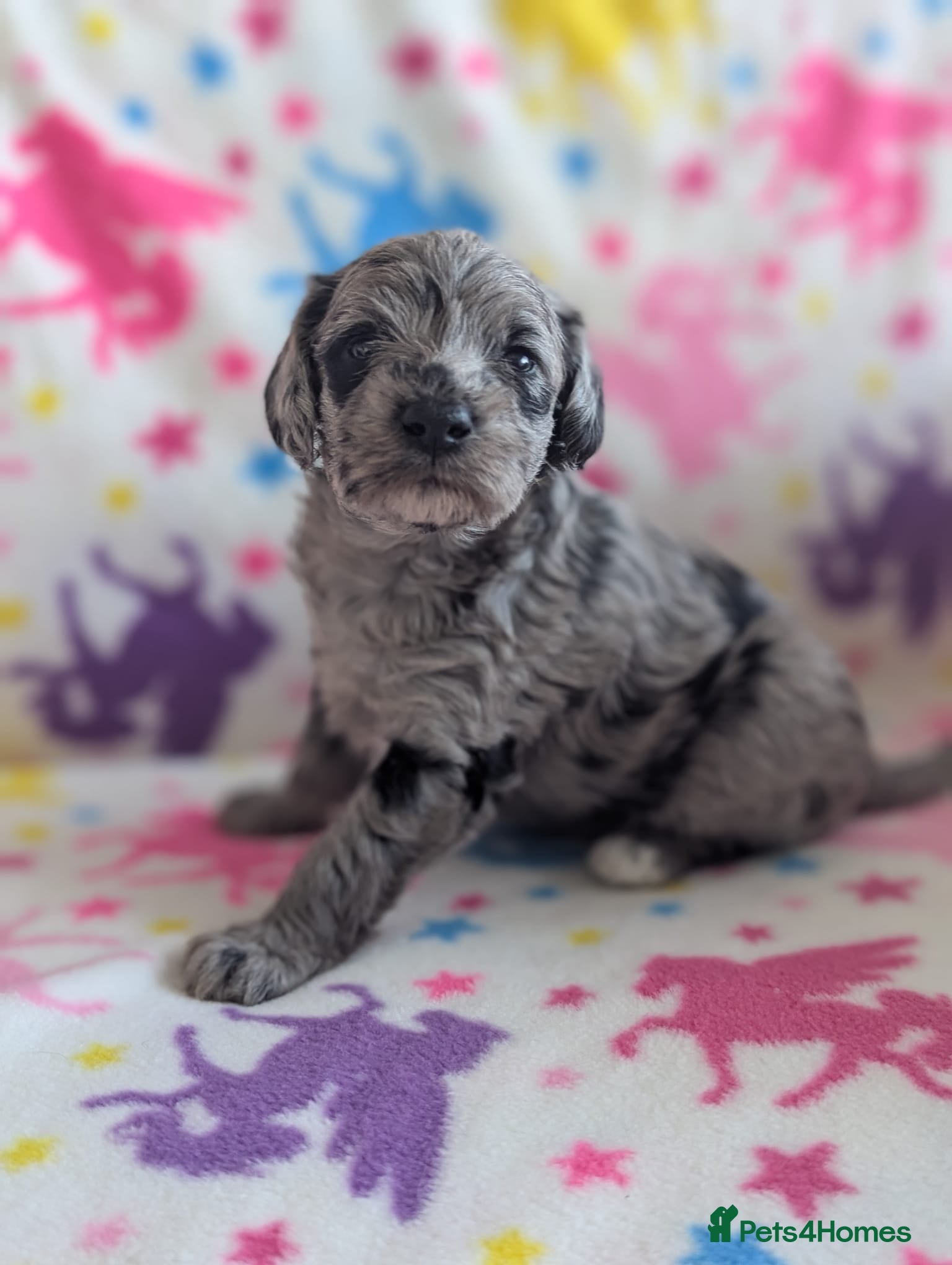 Schnoodle dogs F1B Stunning Merle Schnoodle  - Advert 1