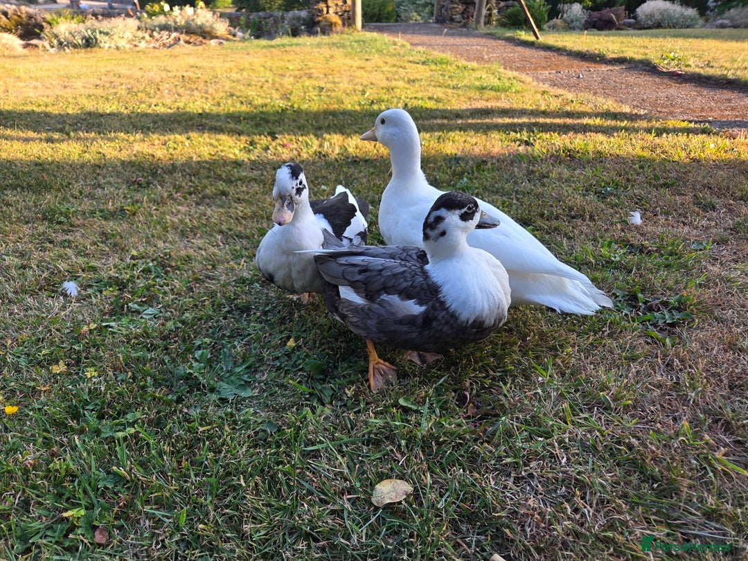 Ducks poultry for sale: Call duck trio - Image 1