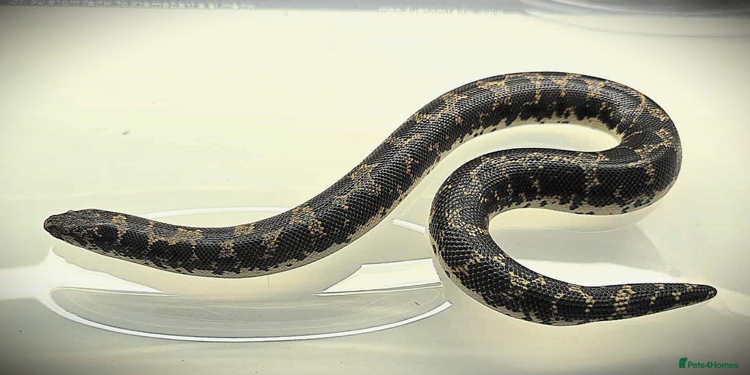 Snake reptiles for sale: Male Kenyan Sand Boa - Image 8
