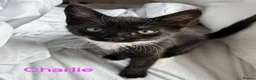 Mixed Breed cats for adoption: SAM, DEAN,CASTIEL, ROWENA, CHARLIE, NOVA - Advert 5