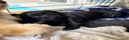 Cocker Spaniel dogs for sale: KC registered FTCh lines Cocker Spaniel puppies  in Cardiff - Advert 7