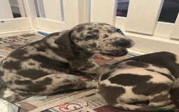 Great Dane dogs for sale: KC registered blue Great Dane puppies - Image 21