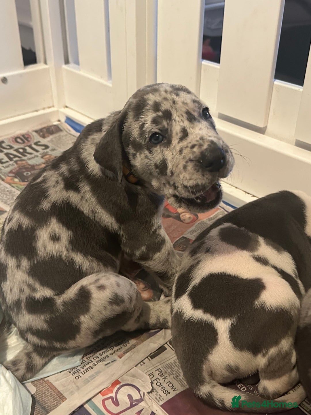 Great Dane dogs for sale: KC registered blue Great Dane puppies - Image 21