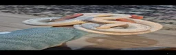 Corn Snake reptiles for sale: Snow corn snake in Stoke-on-Trent - Advert 1