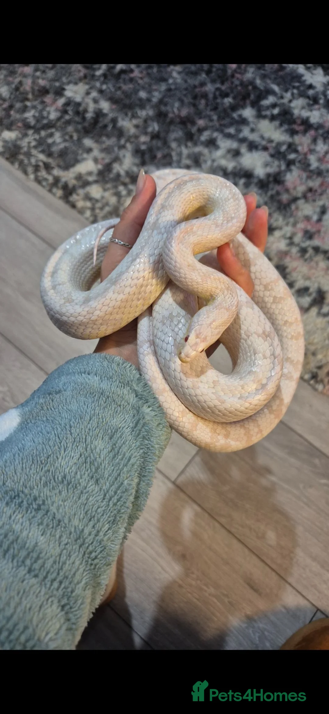 Corn Snake reptiles for sale: Snow corn snake in Stoke-on-Trent - Advert 1