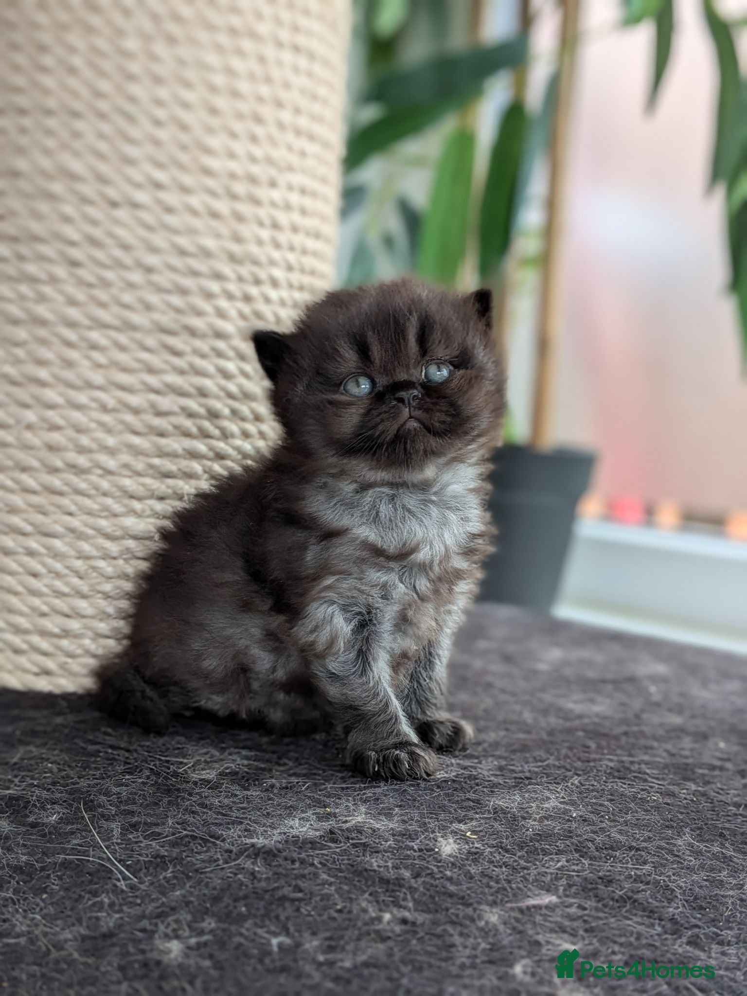 British Shorthair cats GCCF registered British Shorthair/ LH kittens  - Advert 1