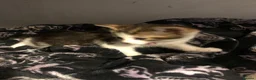 Bengal cats for sale: Female tabby kitten - Advert 3