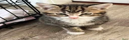 British Shorthair cats for sale: Kittens in Leek - Advert 1