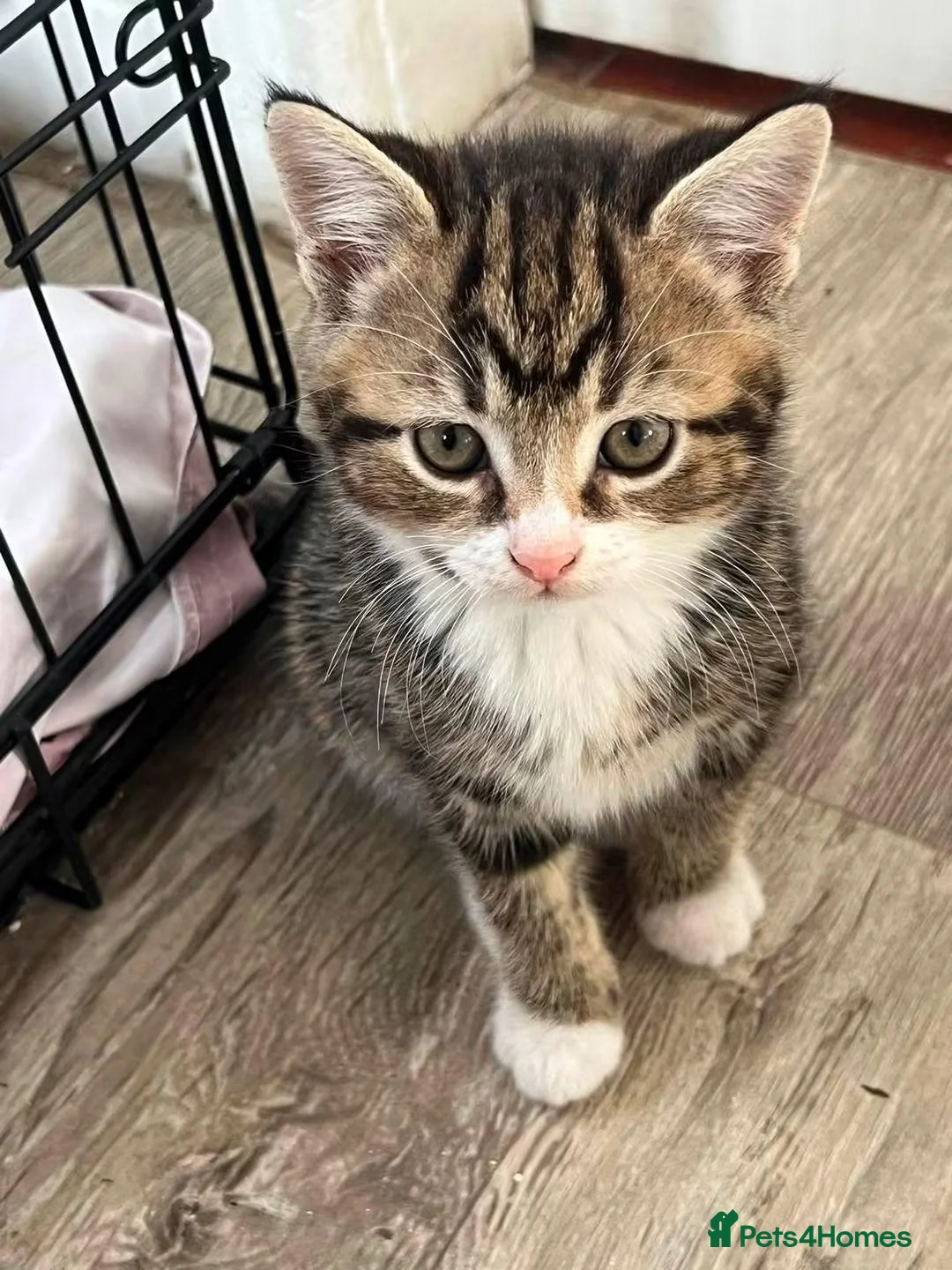 British Shorthair cats for sale: Kittens in Leek - Advert 1
