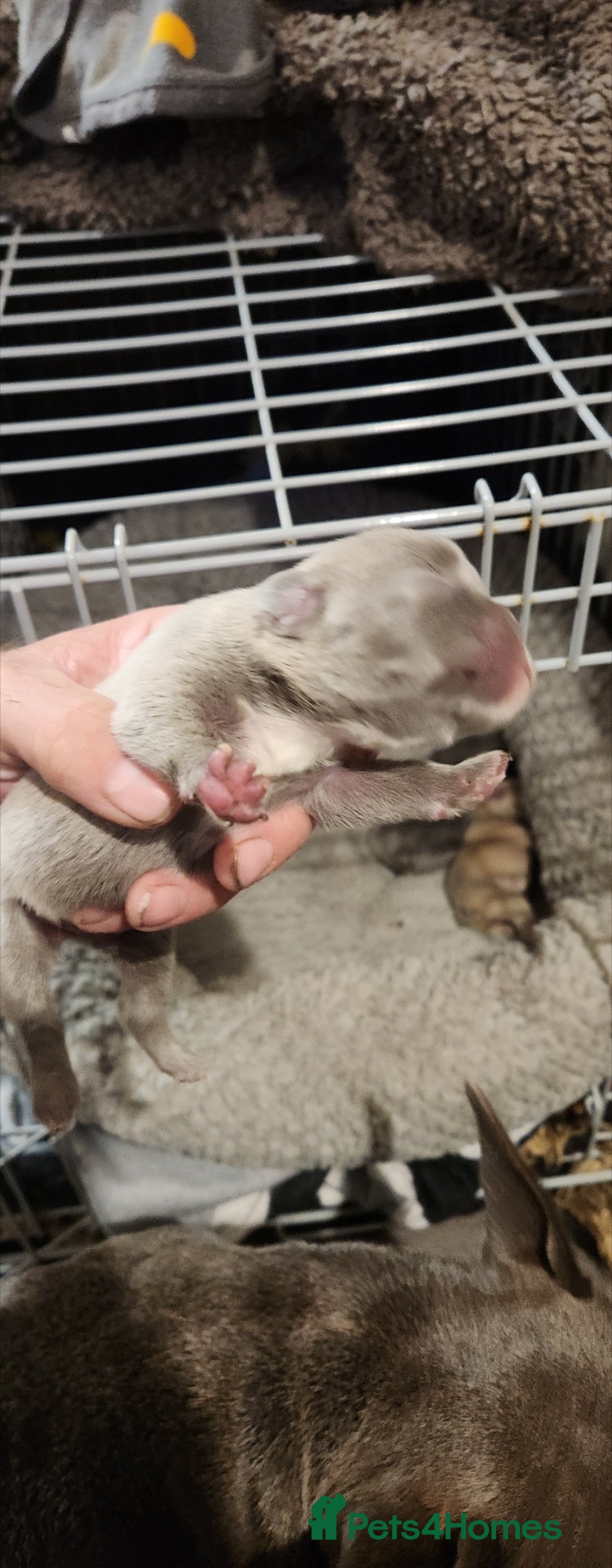 French Bulldog dogs for sale: French bulldog  - Image 2