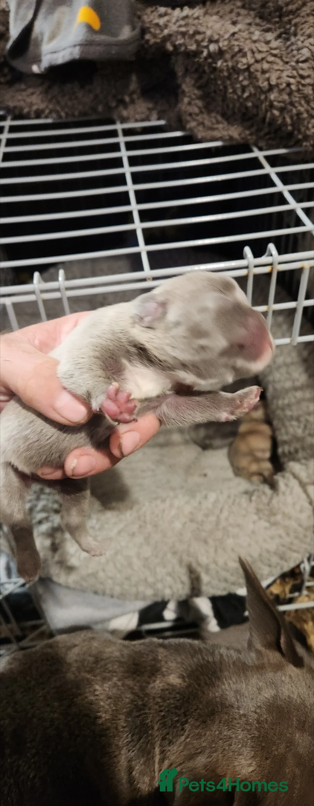 French Bulldog dogs for sale: French bulldog  - Advert 2