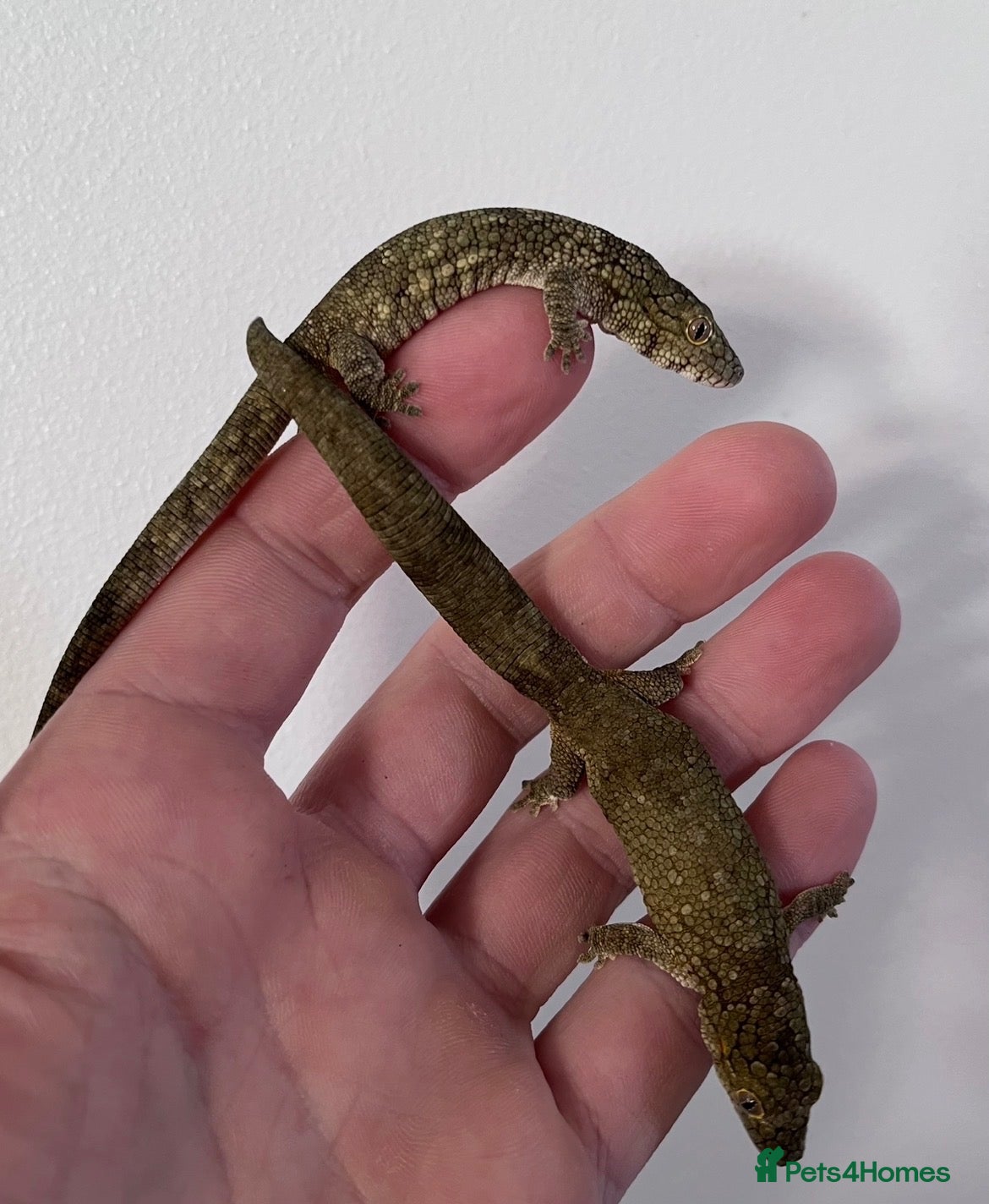 Gecko reptiles Chameleon gecko occidentalis,Vieillard's,agricolae - Advert 14