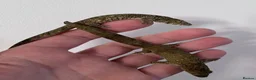 Gecko reptiles for sale: Chameleon gecko occidentalis,Vieillard's,agricolae - Advert 1
