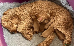 Cockapoo dogs for sale: Ready Now F1b Fox Red Curly Cuties - Image 4