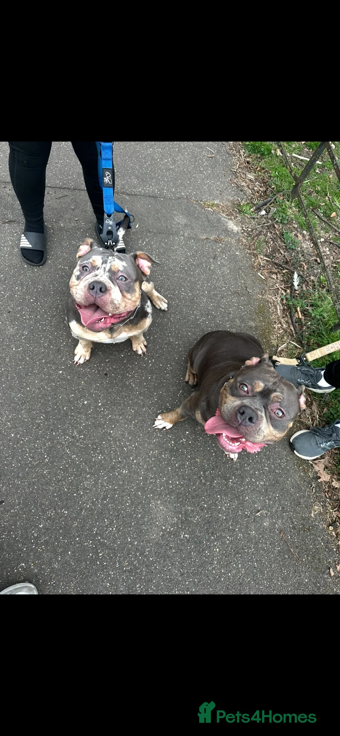 American Bully dogs for sale: Beautiful tri Merle pocket bully  - Advert 2