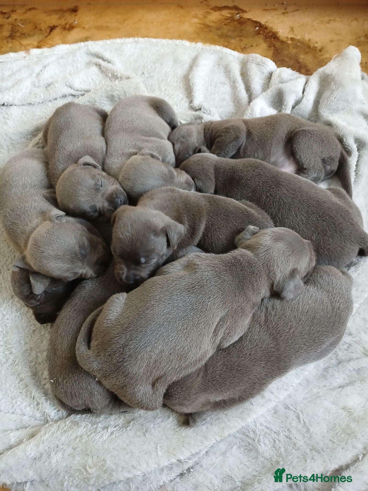 Staffordshire Bull Terrier dogs Blue staff puppies kc reg - Advert 1