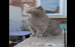 British Shorthair cats for sale: 3 beautiful pedigree British shorthair boys.  - Image 20