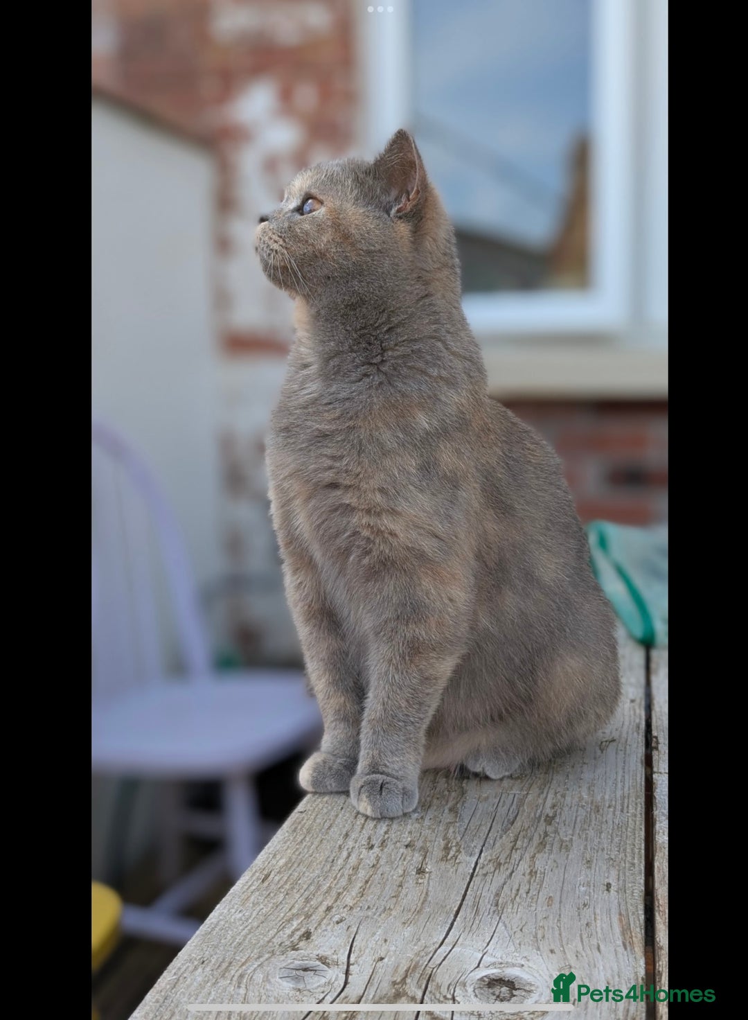 British Shorthair cats for sale: 3 beautiful pedigree British shorthair boys.  - Image 20