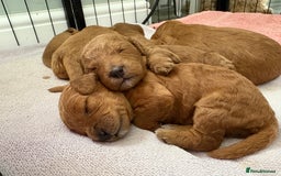 Cavapoo dogs for sale: Cavapoo puppies for sale - Image 1