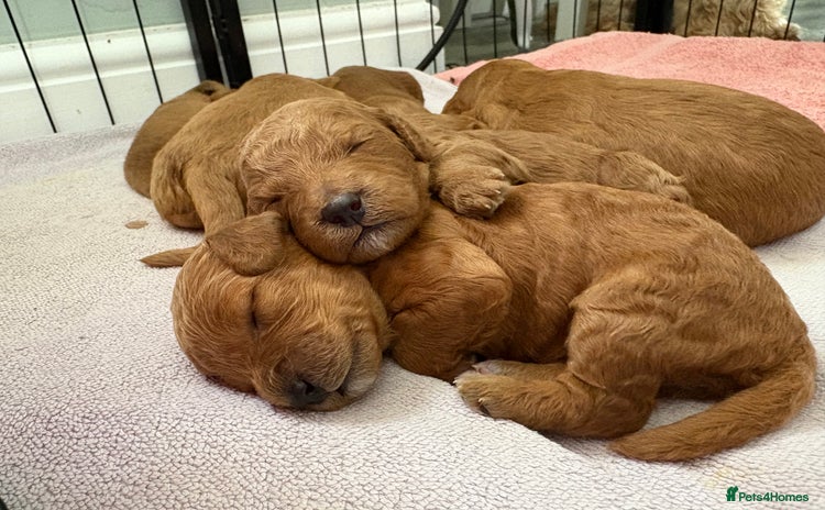 Cavapoo dogs - Advert 1