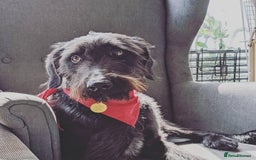 Mixed Breed dogs for sale: Rehoming older labradoodle x Lurcher - Image 5